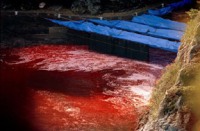 Sangre en aguas de Taiji