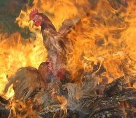 gallina quemandose viva