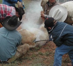 marcaje a fuego de ganado