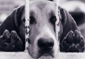 Dealing Dogs HBO Dealing Dogs HBO