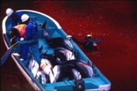 Bote con delfines muertos, Taiji, Japon