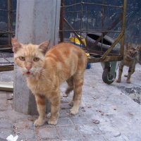Gatos en El Líbano