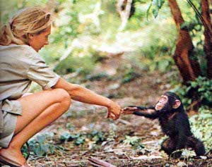 Jane Goodall y chimpance