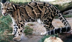 Leopardo nebuloso