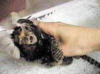 macaco muerto tras la viviseccion