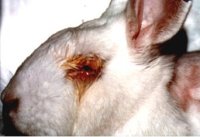 test irritacion ocular en conejo