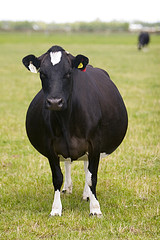 vaca de cria y engorda